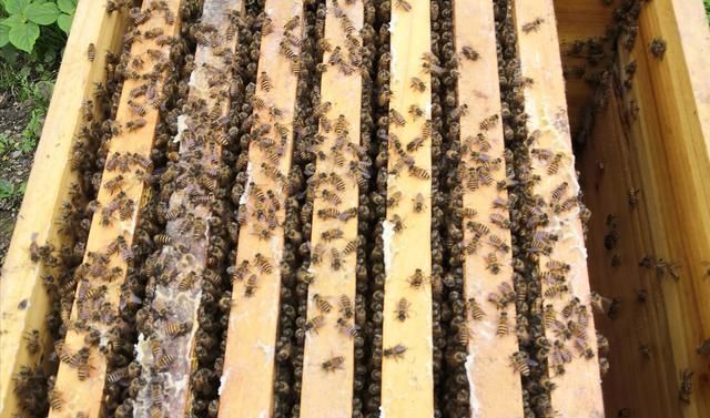 怎样分蜂最方便最好