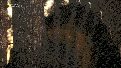 世界十大巨兽排行榜（地球10大远古巨兽介绍）