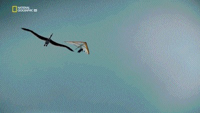 世界十大巨兽排行榜（地球10大远古巨兽介绍）