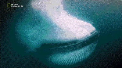 世界十大巨兽排行榜（地球10大远古巨兽介绍）