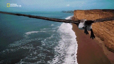 世界十大巨兽排行榜（地球10大远古巨兽介绍）