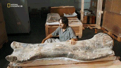 世界十大巨兽排行榜（地球10大远古巨兽介绍）