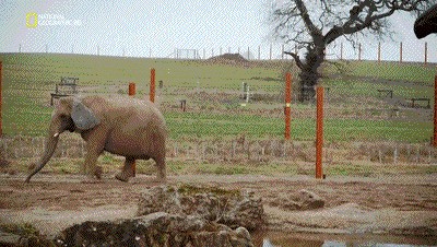 世界十大巨兽排行榜（地球10大远古巨兽介绍）