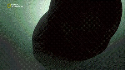 世界十大巨兽排行榜（地球10大远古巨兽介绍）