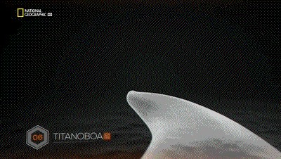 世界十大巨兽排行榜（地球10大远古巨兽介绍）