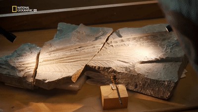 世界十大巨兽排行榜（地球10大远古巨兽介绍）