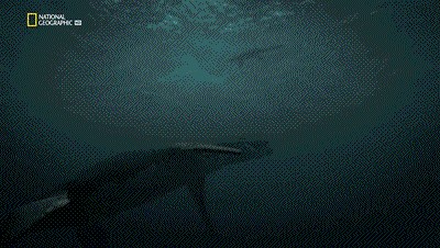 世界十大巨兽排行榜（地球10大远古巨兽介绍）