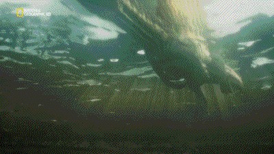 世界十大巨兽排行榜（地球10大远古巨兽介绍）