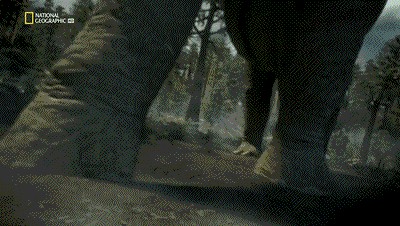 世界十大巨兽排行榜（地球10大远古巨兽介绍）