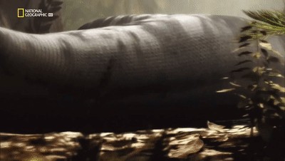 世界十大巨兽排行榜（地球10大远古巨兽介绍）