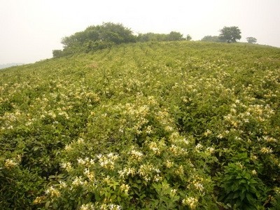安徽森林公园肥东浮槎山——江北小九华，环巢湖名山