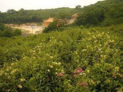 安徽森林公园肥东浮槎山——江北小九华，环巢湖名山