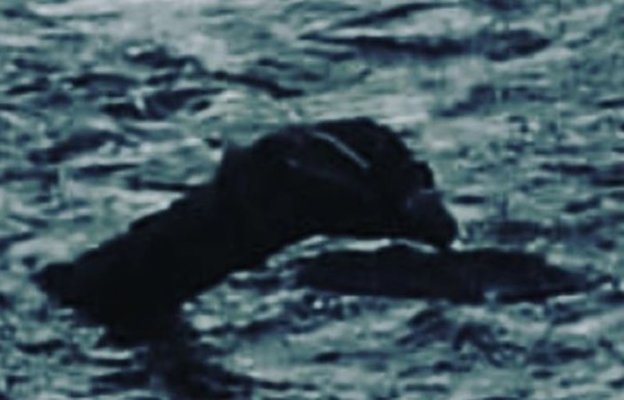 尼斯湖水怪是真的?新西兰奥塔哥大学研究团队:某种理论或成立