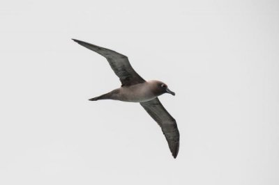 ​黑信天翁:一种翼展2米的庞大海鸟_常睹的玄色信天翁