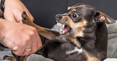 ​5个紧急飞机迫降的疯狂原因