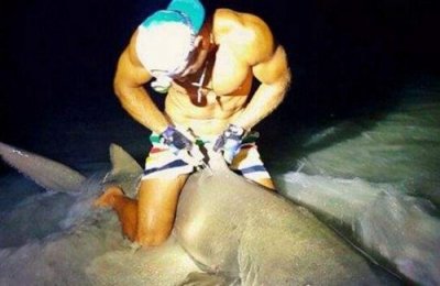 ​世界十大真实鲨鱼吃人事件