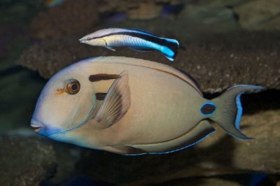 ​坦氏刺尾鱼:戴有手术刀般的毒刺_身上镶嵌蓝色条纹