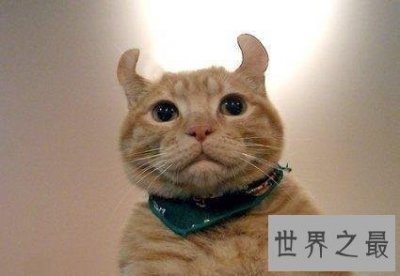 ​美国卷耳猫,最温暖你的小呆萌