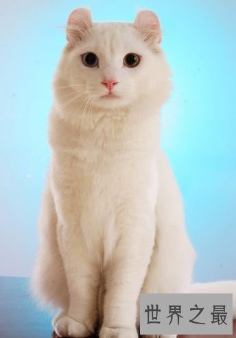 美国卷耳猫,最温暖你的小呆萌