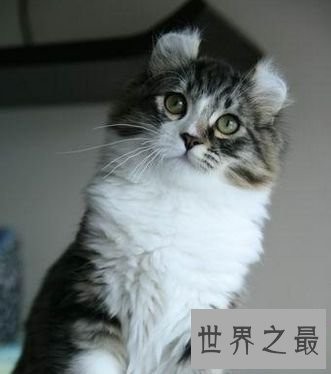 美国卷耳猫,最温暖你的小呆萌