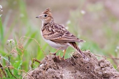 ​百灵：叫声委婉动听，长仅19厘米_雄鸟额头栗红色