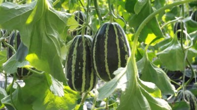 ​东平县梯门镇：“博洋九号”甜瓜迎来丰收季