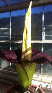 ​还记得《鬼吹灯》里的尸香魔芋吗？堪称世界上最臭的花