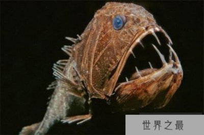 ​世界十大诡异的动物 新生指猴濒临灭绝，貘的鼻子神似猪鼻子