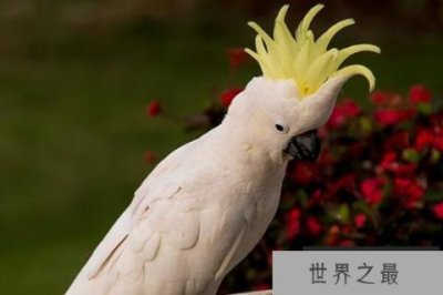 ​寿命最长的十大鸟类，火烈鸟上榜，第四可以与人类进行真正的交谈