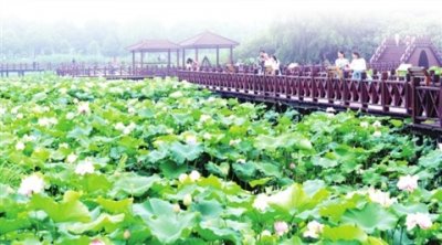 ​荷塘月色——采莲采景采生态