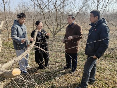 ​陕西扶风：广种元宝枫，把“健康油”装进“中国碗”