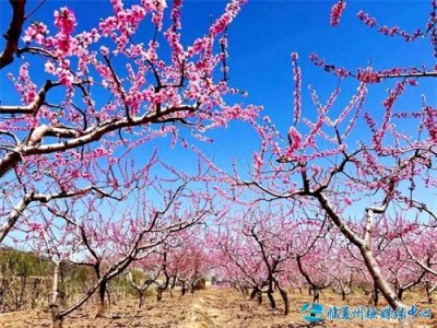 ​春日限定！临夏县桃花盛放，游客共赴烂漫之约